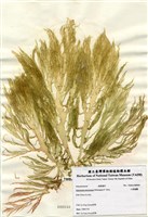 藏品(小果海膜)的圖片